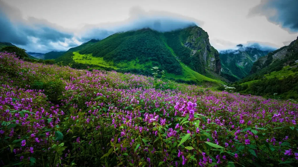 Flowers of Valley in Uttarakhand: A Hidden Paradise in Bloom