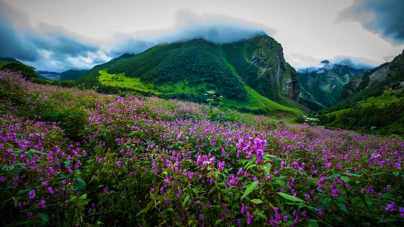 Flowers of Valley in Uttarakhand: A Hidden Paradise in Bloom